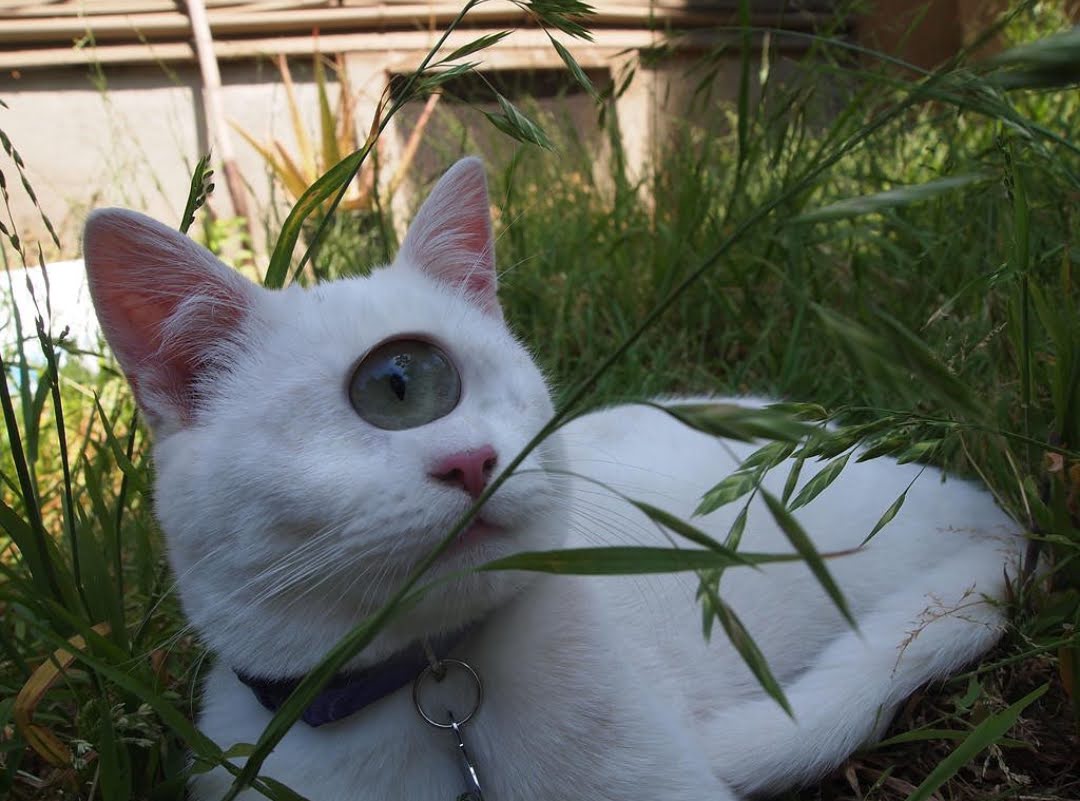 cyclat
